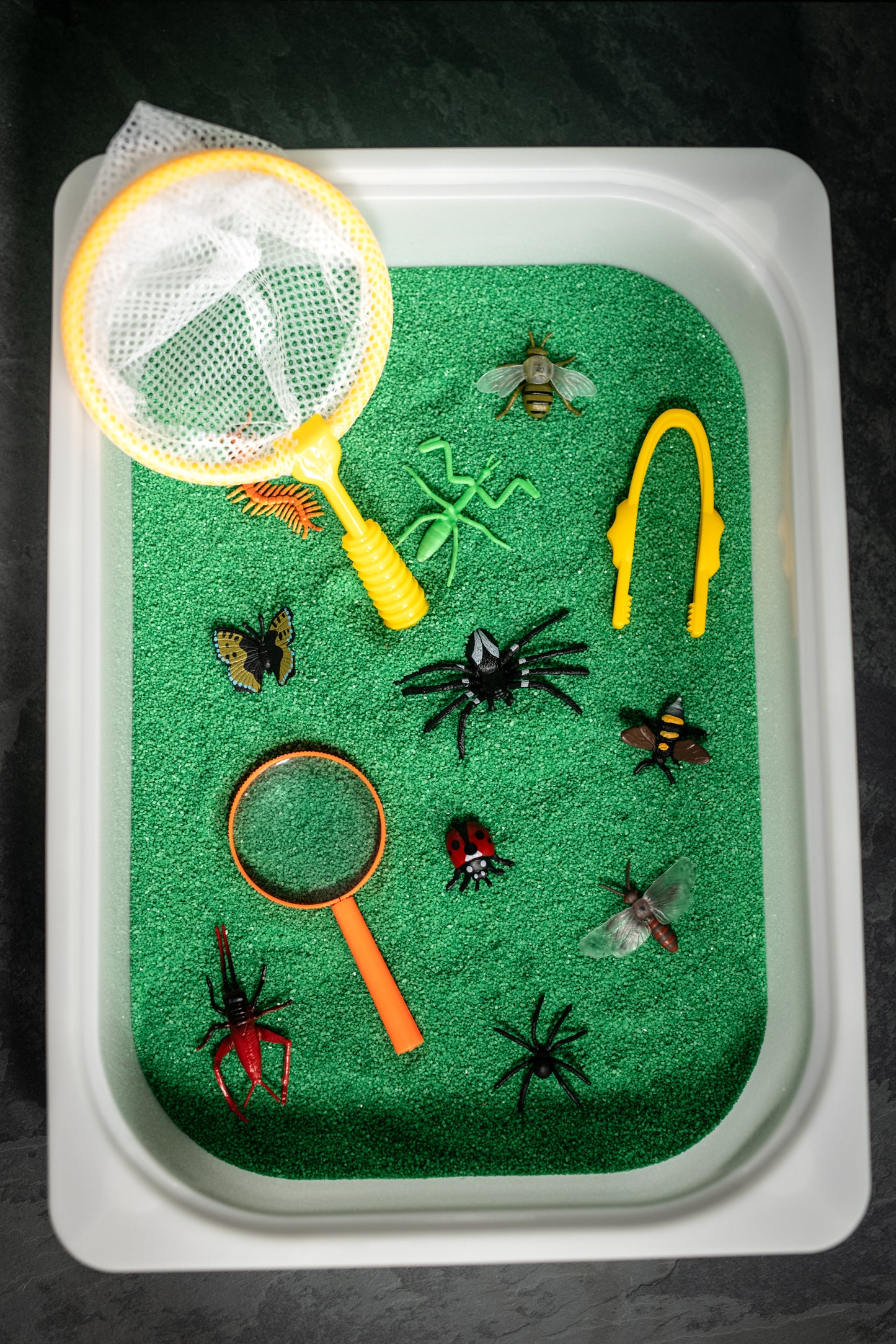 Bac sensoriel Insecte
