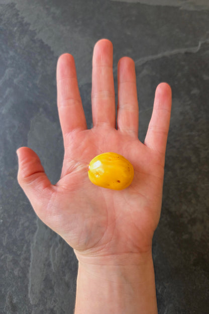 Pomme de terre