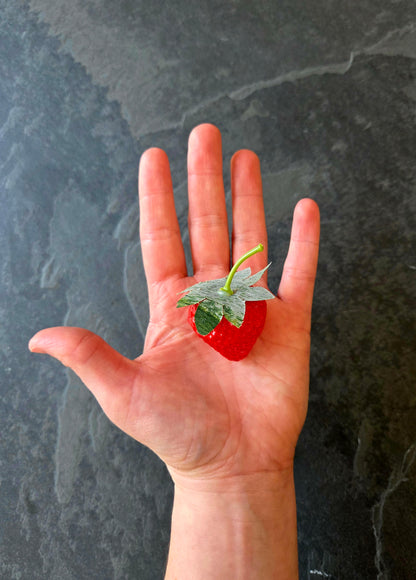Fraise
