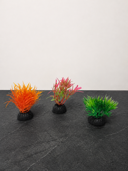 Plante aquatique