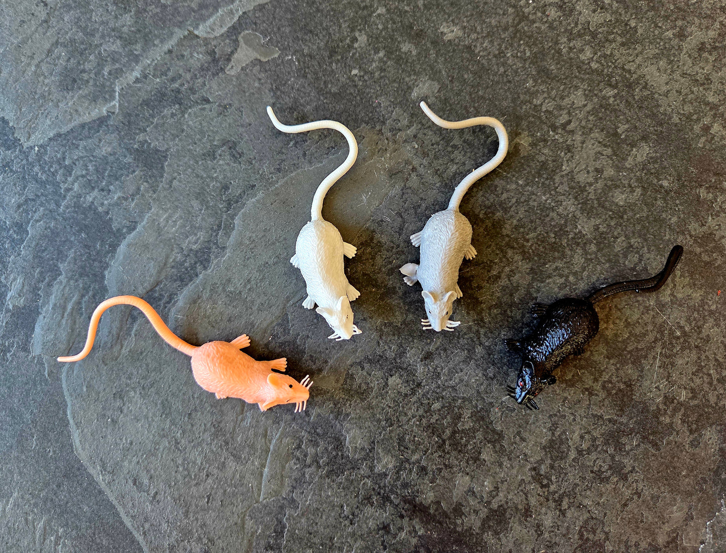 Rat