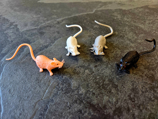 Rat
